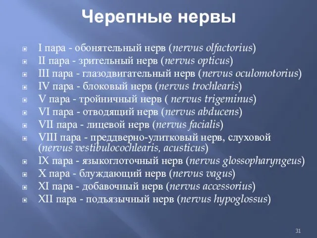 Черепные нервы I пара - обонятельный нерв (nervus olfactorius) II пара