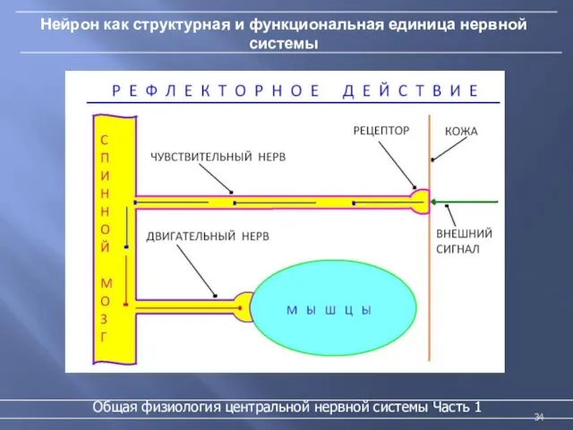 Нейрон как структурная и функциональная единица нервной системы Общая физиология центральной нервной системы Часть 1