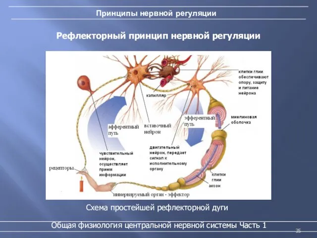Принципы нервной регуляции Общая физиология центральной нервной системы Часть 1 Рефлекторный