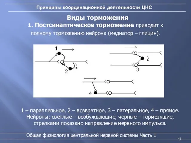 Принципы координационной деятельности ЦНС Виды торможения 1 – параллельное, 2 –