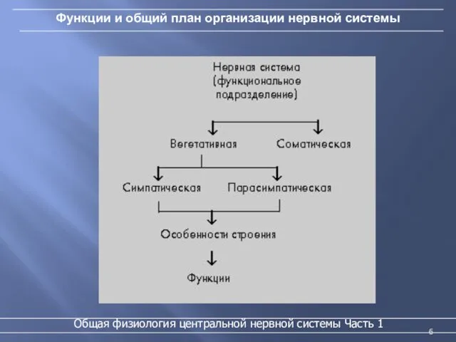 Функции и общий план организации нервной системы Общая физиология центральной нервной системы Часть 1