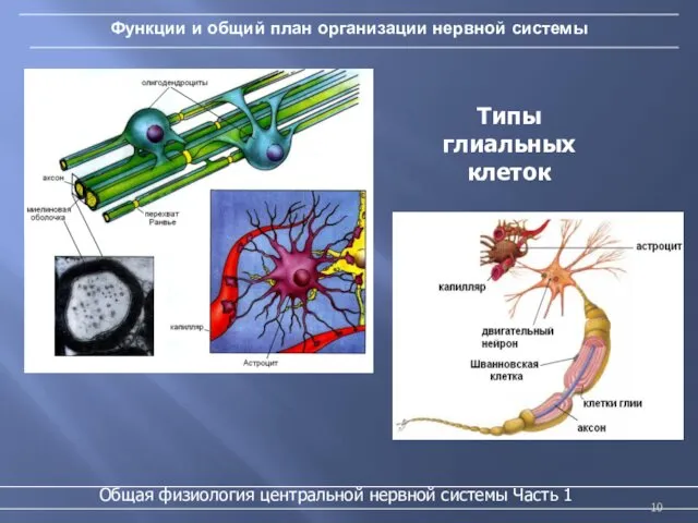 Функции и общий план организации нервной системы Типы глиальных клеток Общая