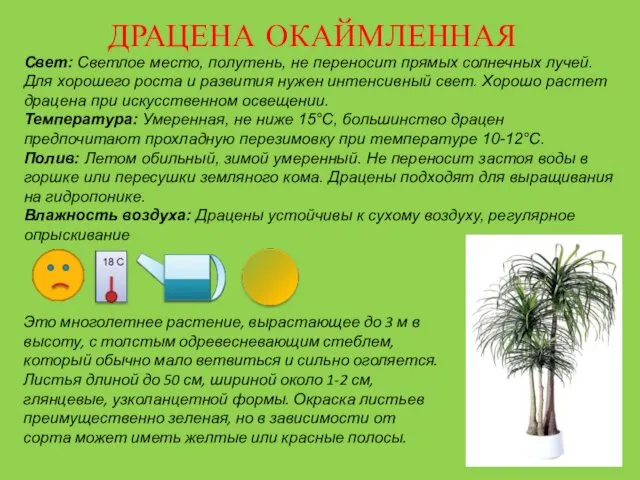 ДРАЦЕНА ОКАЙМЛЕННАЯ Свет: Светлое место, полутень, не переносит прямых солнечных лучей.