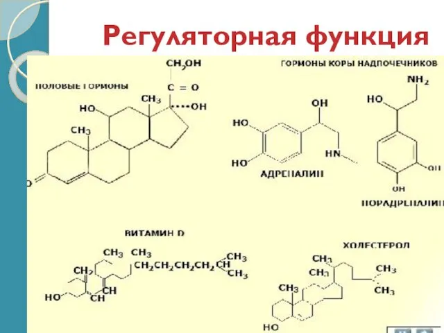 Регуляторная функция