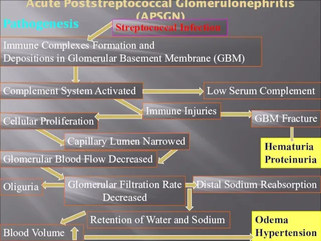 Acute Poststreptococcal Glomerulonephritis (APSGN) Pathogenesis