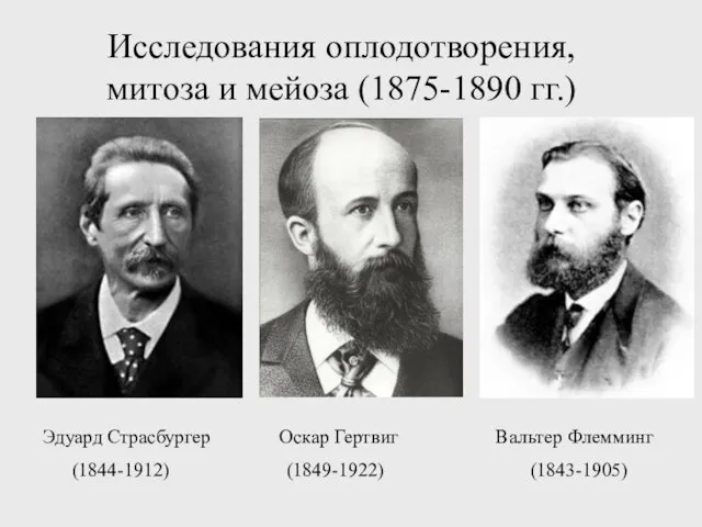 Исследования оплодотворения, митоза и мейоза (1875-1890 гг.) Эдуард Страсбургер Оскар Гертвиг Вальтер Флемминг (1844-1912) (1849-1922) (1843-1905)