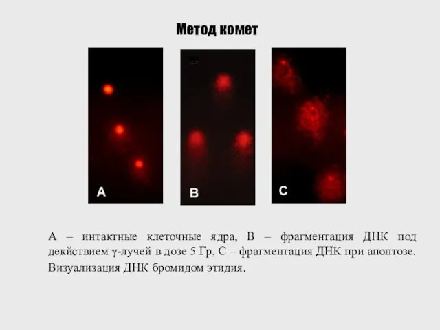 Метод комет А – интактные клеточные ядра, В – фрагментация ДНК