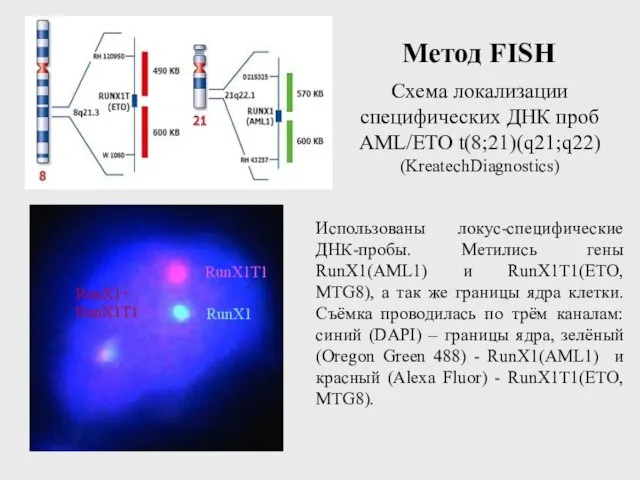 Схема локализации специфических ДНК проб AML/ETO t(8;21)(q21;q22) (KreatechDiagnostics) Использованы локус-специфические ДНК-пробы.