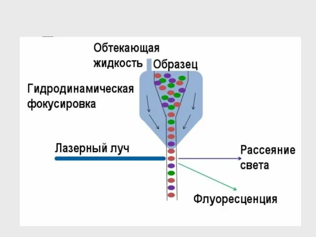 Проточная цитометрия - принцип