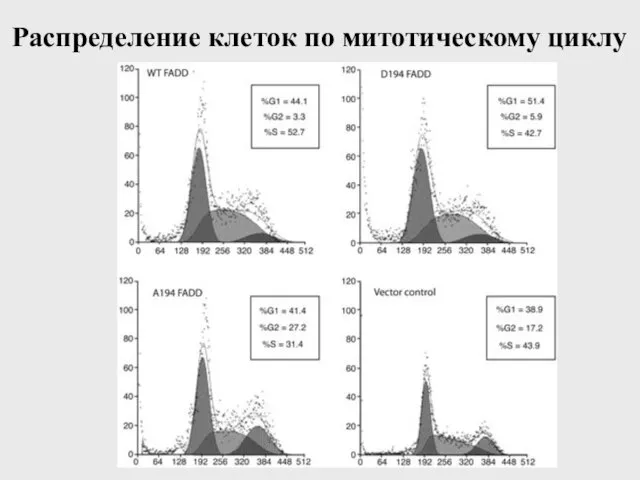 Распределение клеток по митотическому циклу