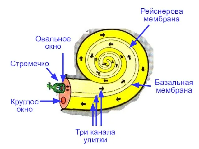 Стремечко Круглое окно Овальное окно Базальная мембрана Три канала улитки Рейснерова мембрана