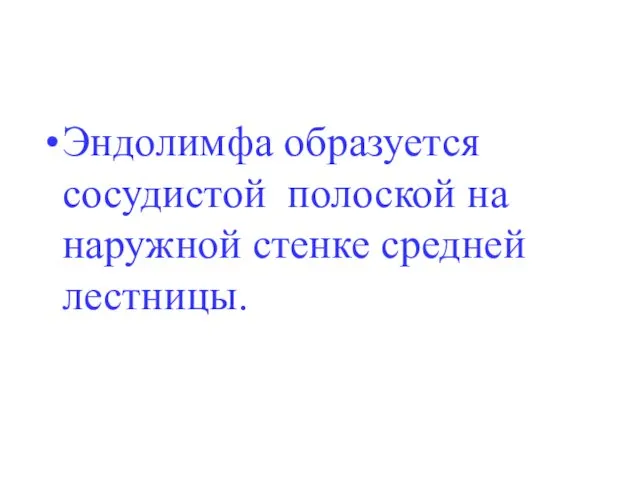 Эндолимфа образуется сосудистой полоской на наружной стенке средней лестницы.