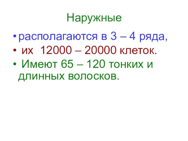 Наружные располагаются в 3 – 4 ряда, их 12000 – 20000