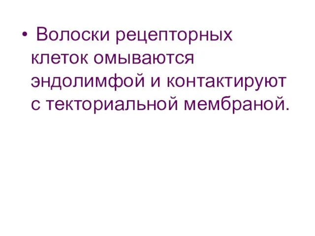 Волоски рецепторных клеток омываются эндолимфой и контактируют с текториальной мембраной.