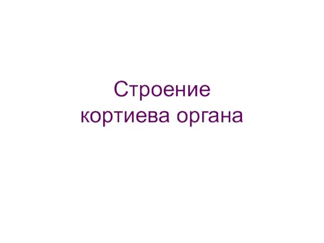 Строение кортиева органа