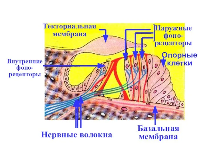 Внутренние фоно- рецепторы Текториальная мембрана Наружные фоно- рецепторы Нервные волокна Базальная мембрана Опорные клетки