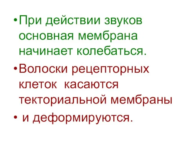 При действии звуков основная мембрана начинает колебаться. Волоски рецепторных клеток касаются текториальной мембраны и деформируются.