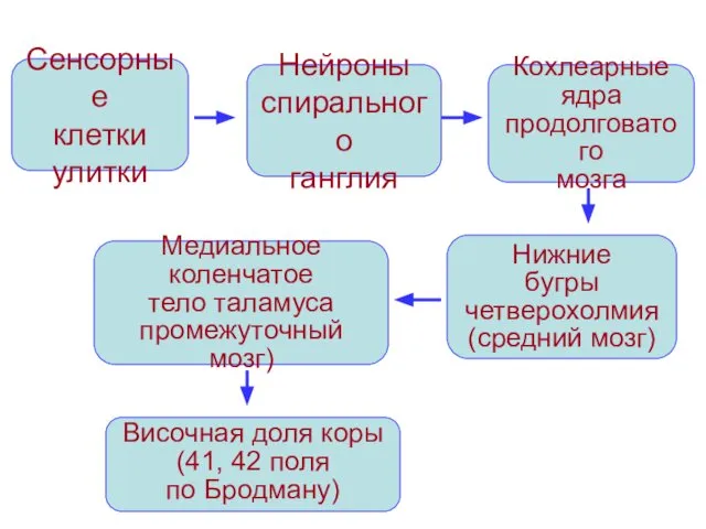 Сенсорные клетки улитки Нейроны спирального ганглия Кохлеарные ядра продолговатого мозга Нижние