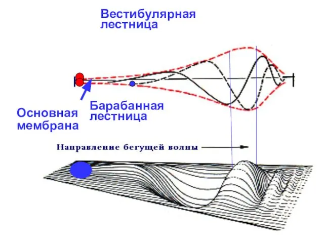 Основная мембрана Вестибулярная лестница Барабанная лестница