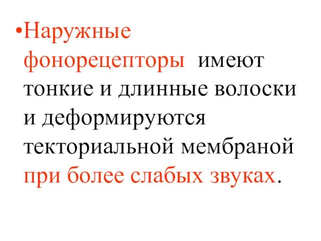 Наружные фонорецепторы имеют тонкие и длинные волоски и деформируются текториальной мембраной при более слабых звуках.