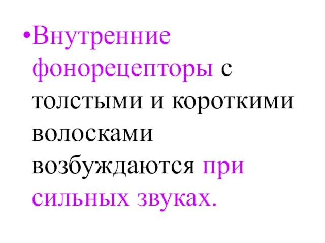 Внутренние фонорецепторы с толстыми и короткими волосками возбуждаются при сильных звуках.