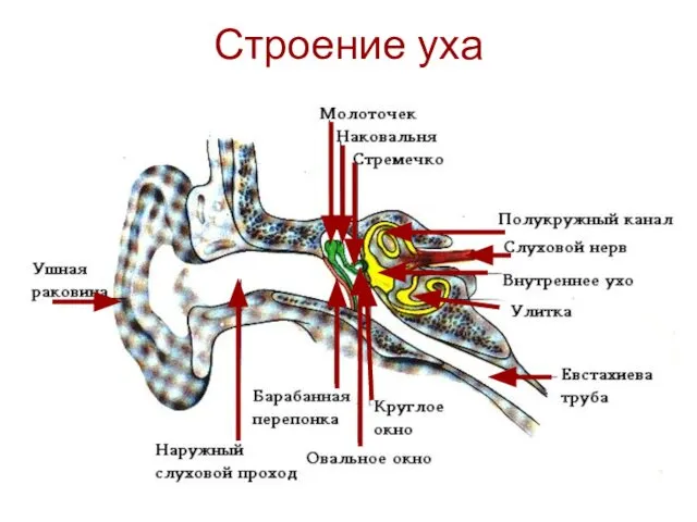 Строение уха