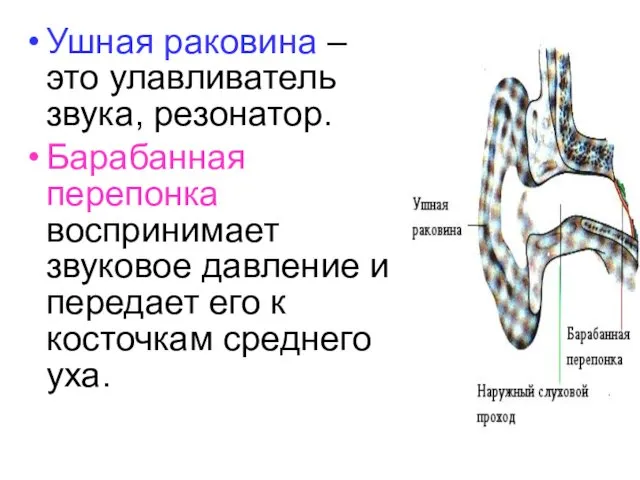 Ушная раковина – это улавливатель звука, резонатор. Барабанная перепонка воспринимает звуковое