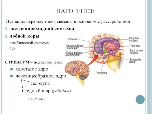 ПАТОГЕНЕЗ: Все виды нервных тиков связаны в основном с расстройством: экстрапирамидной