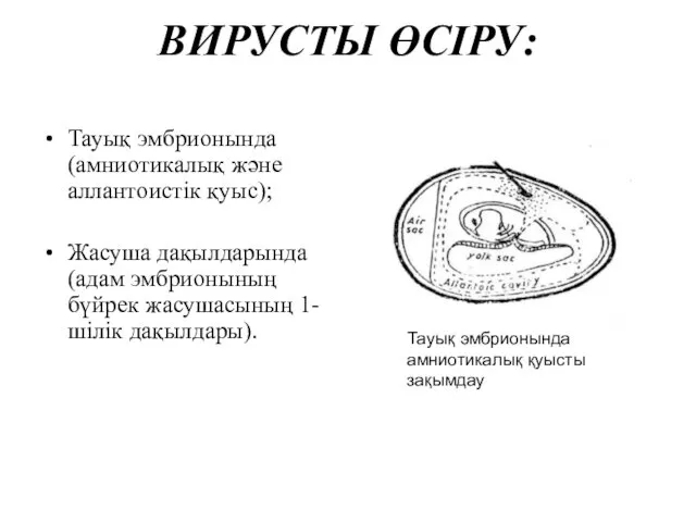 ВИРУСТЫ ӨСІРУ: Тауық эмбрионында (амниотикалық және аллантоистік қуыс); Жасуша дақылдарында (адам