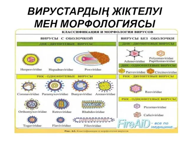 ВИРУСТАРДЫҢ ЖІКТЕЛУІ МЕН МОРФОЛОГИЯСЫ