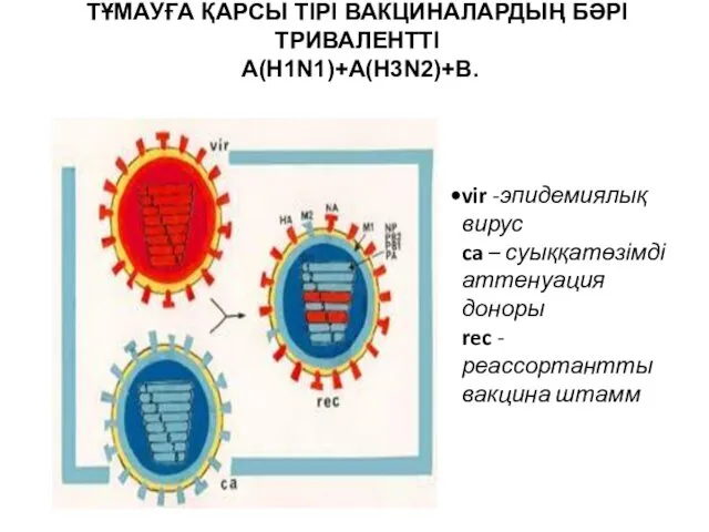 ТҰМАУҒА ҚАРСЫ ТІРІ ВАКЦИНАЛАРДЫҢ БӘРІ ТРИВАЛЕНТТІ A(H1N1)+A(H3N2)+B. vir -эпидемиялық вирус ca