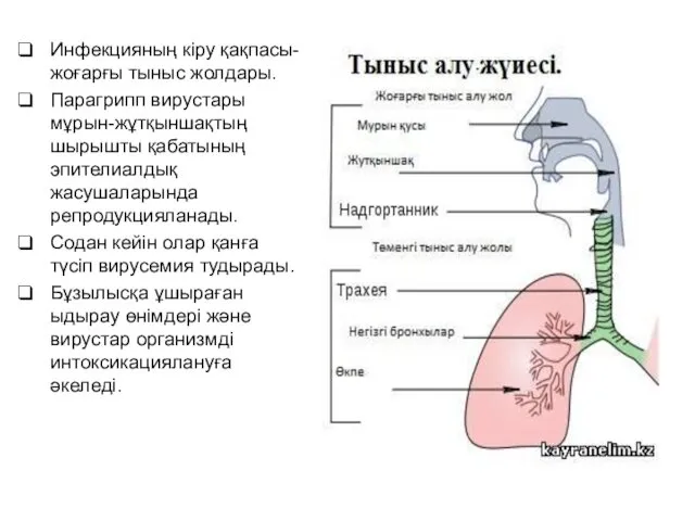 Инфекцияның кіру қақпасы-жоғарғы тыныс жолдары. Парагрипп вирустары мұрын-жұтқыншақтың шырышты қабатының эпителиалдық