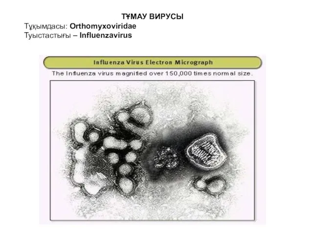 ТҰМАУ ВИРУСЫ Тұқымдасы: Orthomyxoviridae Туыстастығы – Influenzavirus