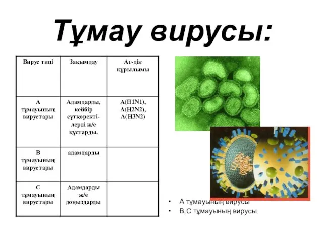 Тұмау вирусы: А тұмауының вирусы В,С тұмауының вирусы