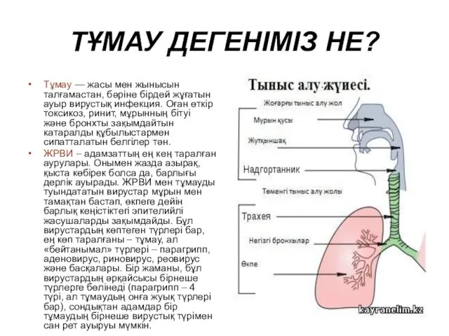 ТҰМАУ ДЕГЕНІМІЗ НЕ? Тұмау — жасы мен жынысын талғамастан, бәріне бірдей