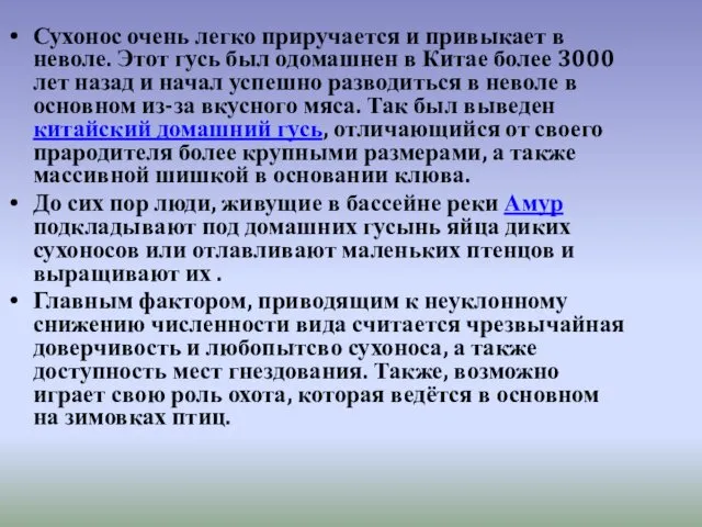 Сухонос очень легко приручается и привыкает в неволе. Этот гусь был