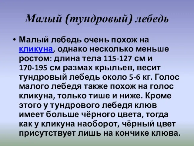 Малый (тундровый) лебедь Малый лебедь очень похож на кликуна, однако несколько