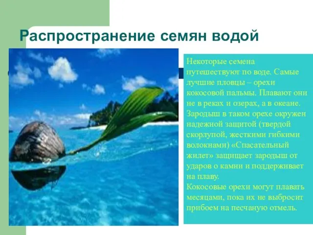 Распространение семян водой Некоторые семена путешествуют по воде. Самые лучшие пловцы