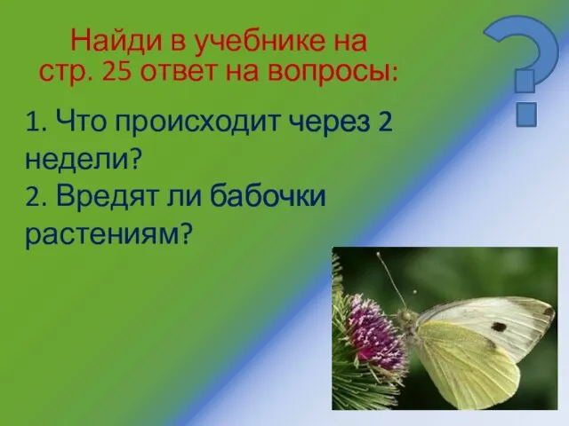 1. Что происходит через 2 недели? 2. Вредят ли бабочки растениям?