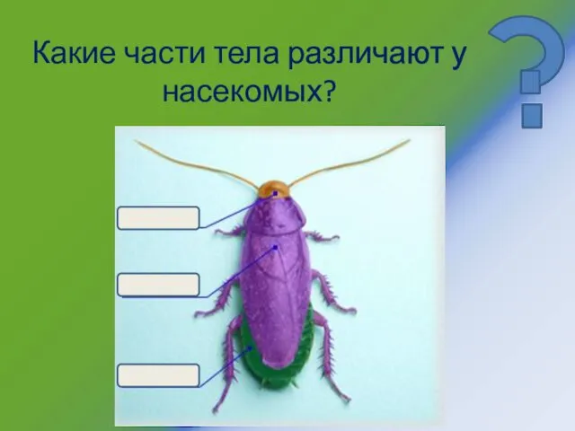 Какие части тела различают у насекомых?