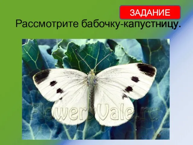 Рассмотрите бабочку-капустницу. ЗАДАНИЕ