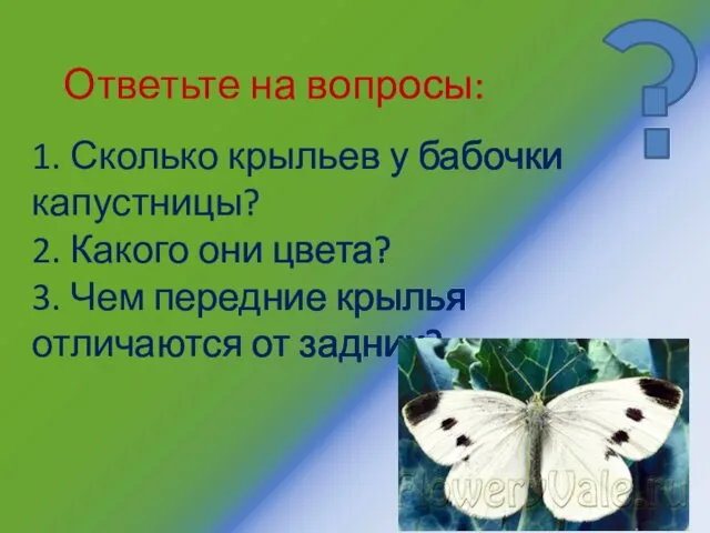 1. Сколько крыльев у бабочки капустницы? 2. Какого они цвета? 3.