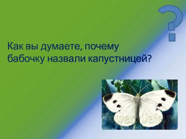 Как вы думаете, почему бабочку назвали капустницей?