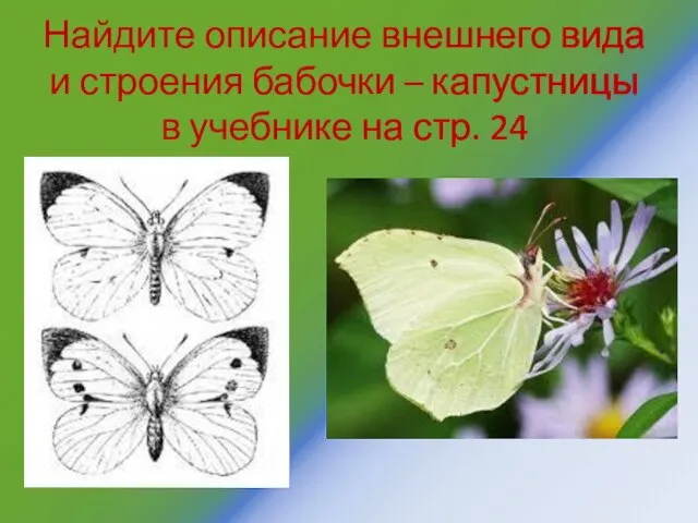 Найдите описание внешнего вида и строения бабочки – капустницы в учебнике на стр. 24