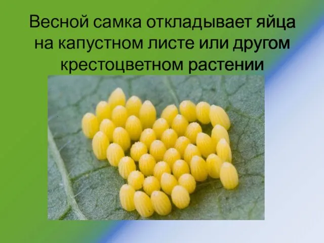 Весной самка откладывает яйца на капустном листе или другом крестоцветном растении