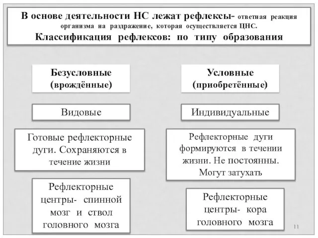 В основе деятельности НС лежат рефлексы- ответная реакция организма на раздражение,