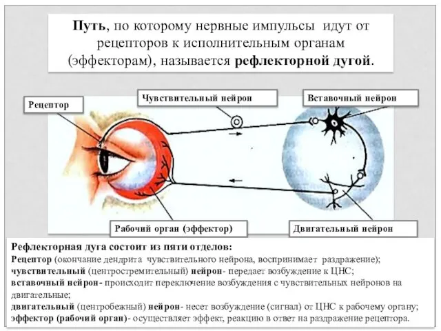 Путь, по которому нервные импульсы идут от рецепторов к исполнительным органам