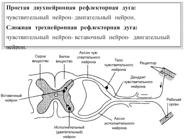 Простая двухнейронная рефлекторная дуга: чувствительный нейрон- двигательный нейрон. Сложная трехнейронная рефлекторная