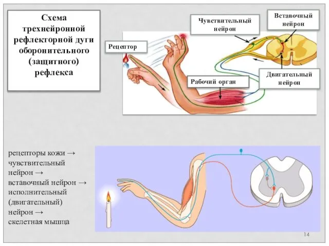 Схема трехнейронной рефлекторной дуги оборонительного (защитного) рефлекса Рецептор Чувствительный нейрон Двигательный