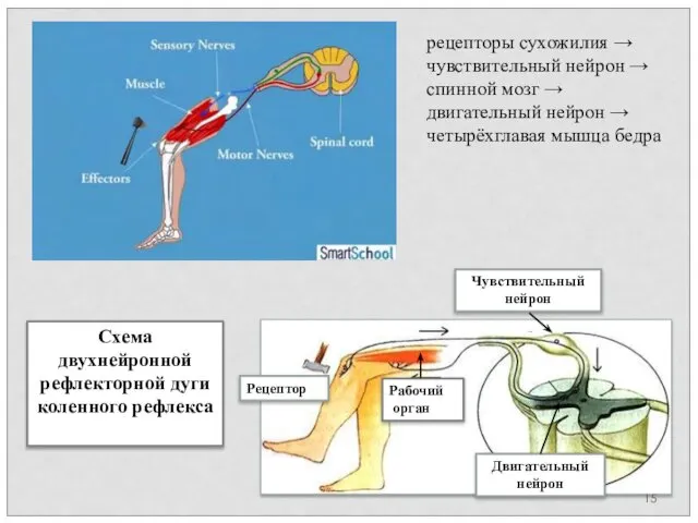 Схема двухнейронной рефлекторной дуги коленного рефлекса Рецептор Чувствительный нейрон Двигательный нейрон